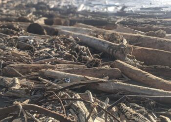 Tumpukan kayu hanyut bekas banjir bandang Padang (foto:doc.Pribadi)