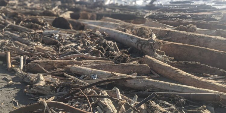 Tumpukan kayu hanyut bekas banjir bandang Padang (foto:doc.Pribadi)